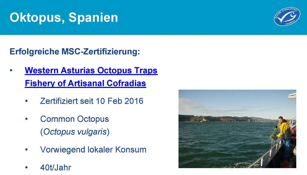 Oktopus, Spanien