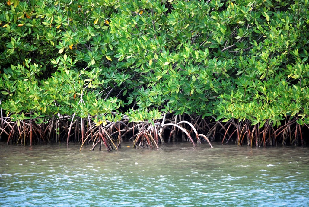 Mangroven am Wasser