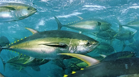 Yellowfinn Tuna